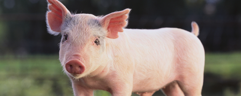 恬不知羞打一生肖