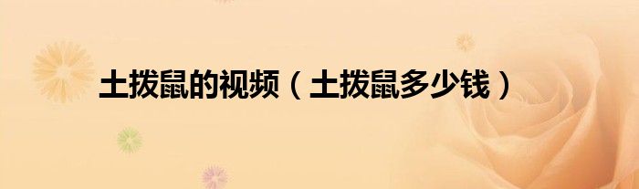 土拨鼠的视频（土拨鼠多少钱）