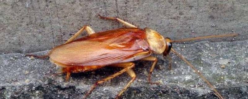 楼房有蟑螂怎么根治