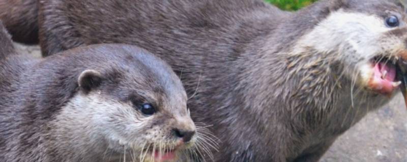 水猴子长什么样子