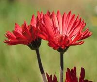 链条张紧装置 哪一个厂家的产品质量好呢?深圳有么?